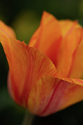 Orange You Glad Photograph by Ana V Ramirez Orange You Glad Photograph by Ana V Ramirez