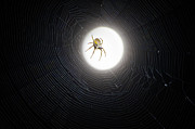 Orb Weaver Under the Moon Photograph by Mark Andrew Thomas Orb Weaver Under the Moon Photograph by Mark Andrew Thomas