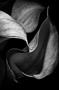 Orchid Petals in Black and White Photograph by Elizabeth Adkins