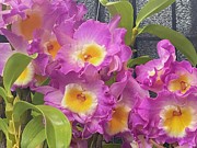 Orchid_2106 Photograph by Russ Orlando