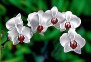 Orchids Abstract Digital Art by William Gunn Orchids Abstract Digital Art by William Gunn