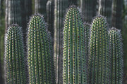 Organ Pipe Cacti, Arizona Photograph by Abbie Matthews
