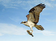 Osprey Dinner Photograph by Gina Fitzhugh