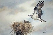 Osprey flying to nest Painting by Willie Crockett