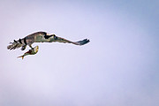 Osprey flying with fish. Photograph by Alyssa Tumale