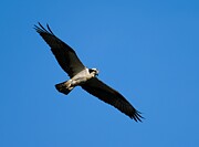 Osprey in flight against a blue sky Photograph by Photobuphs Nature Photography Osprey in flight against a blue sky Photograph by Photobuphs Nature Photography