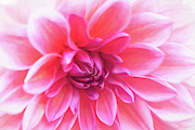 Otto's Thrill Dahlia Up Close Photograph by Anita Pollak