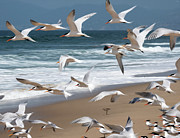 Our Lofty Aspirations Photograph by Joe Schofield