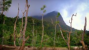 Outgrow the mountain Photograph by Robert Bociaga