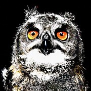 Owlet portrait Digital Art by Bruce Block