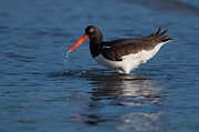Oystercatcher Bathing Photograph by Daniel Fleming