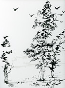 Pacific White Fir Evergreen Trees Black Ink Painting by Ginette Callaway