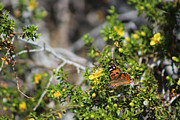 Painted Lady in Coachella Valley Wildlife Preserve Photograph by Colleen Cornelius
