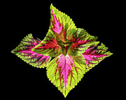 Painted Nettle Plant #1 Photograph by Kevin Suttlehan