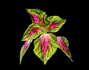 Painted Nettle Plant #4 Photograph by Kevin Suttlehan