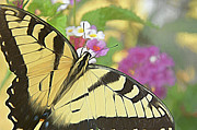 Painted Swallowtail Digital Art by Amy Dundon