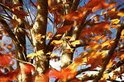 Painted Trees Photograph by Dodie Ross Painted Trees Photograph by Dodie Ross