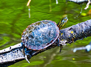 Painted Turtle Taking In the Sun Photograph by Victoria Plut