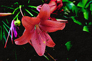 Painterly Daylily Photograph by Bentley Davis Painterly Daylily Photograph by Bentley Davis