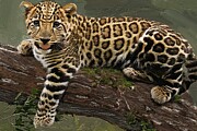 Painting of a relaxing baby leopard Digital Art by Gerry Martinez Nature Wall Art Large Prints