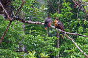 Pair of Hoatzin birds - Stinkbird Photograph by Henri Leduc