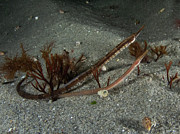 Pair of northern pipefish Photograph by Brian Weber Pair of northern pipefish Photograph by Brian Weber