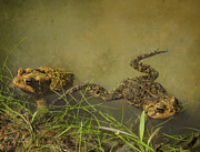 Pair of Toads Photograph by Rosanna Life