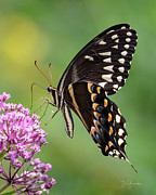 Palamedes #8054 Photograph by Dan Beauvais