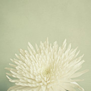 Pale Beauty Photograph by Cassia Beck