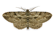 Pale Oak Beauty Moth Photograph by Warren Photographic Pale Oak Beauty Moth Photograph by Warren Photographic