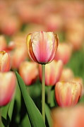 Pale Pastel Photograph by Lens Art Photography By Larry Trager