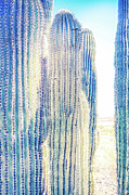 Pale Saguaro Cacti #2 Photograph by Jennifer Wright Pale Saguaro Cacti #2 Photograph by Jennifer Wright