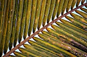 Palm Leaf Photograph by Thomas Schroeder
