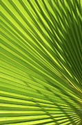 Palm leaf with light and shadow 2 Photograph by Adriana Mueller