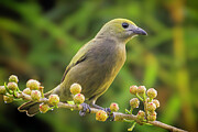 Palm Tanager Photograph by Adam Rainoff