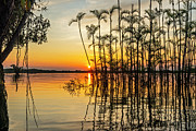 Palm trees and water tress at sundown in Cuyabeno wildlive reser Photograph by Henri Leduc