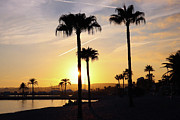 Palm Trees at Sunset Photograph by Andrea Whitaker Palm Trees at Sunset Photograph by Andrea Whitaker