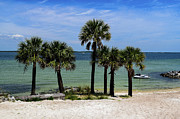 Palm Trees on Pensacola Beach Photograph by Beachtown Views Palm Trees on Pensacola Beach Photograph by Beachtown Views