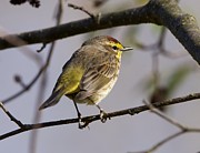 Palm Warbler Photograph by Yvonne M Smith Palm Warbler Photograph by Yvonne M Smith