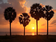Palmettos In Charleston Digital Art by Greg Joens Palmettos In Charleston Digital Art by Greg Joens