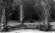 Palms on the beach, Big Talbot Island Photograph by John Simmons Palms on the beach, Big Talbot Island Photograph by John Simmons