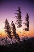 Pampas Grass Sunset Photograph by Abigail Diane Photography