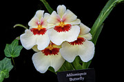 Pansies on Parade Photograph by Marilyn Cornwell