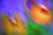 Pansy 2 Photograph by Ursula Abresch