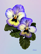 Pansy Duo Photograph by Susan Savad Pansy Duo Photograph by Susan Savad