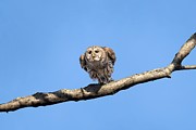 Papa Barred owl gliding Photograph by Puttaswamy Ravishankar Papa Barred owl gliding Photograph by Puttaswamy Ravishankar