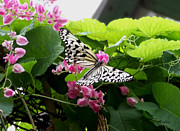 Paper Kite Butterfly Photograph by Vallee Johnson