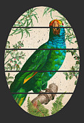 Parrot amazon cockatoo bird tropical art illustration print Mixed Media by Mounir Khalfouf Parrot amazon cockatoo bird tropical art illustration print Mixed Media by Mounir Khalfouf