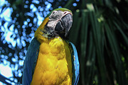 Parrot Photograph by Wilko van de Kamp Fine Photo Art
