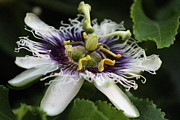 Passion Flower Closeup 3 Photograph by Colleen Cornelius